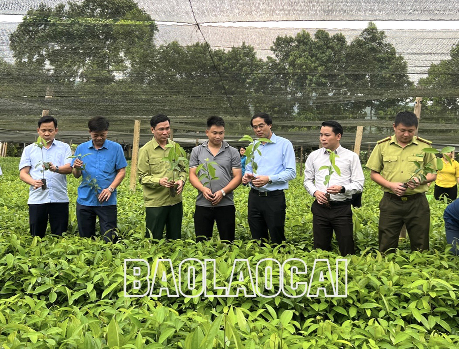 Các đại biểu tham quan vườn quế giống tại xã Vĩnh Yên. Các đại biểu cùng Nhân dân trồng quế theo tiêu chuẩn hữu cơ. Các đại biểu tham quan vườn quế giống tại xã Vĩnh Yên. Các đại biểu cùng Nhân dân trồng quế theo tiêu chuẩn hữu cơ.