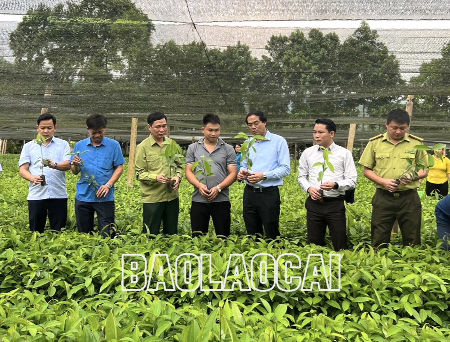 Các đại biểu tham quan vườn quế giống tại xã Vĩnh Yên. Các đại biểu cùng Nhân dân trồng quế theo tiêu chuẩn hữu cơ.