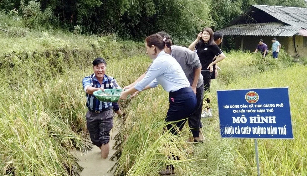 Mô hình nuôi cá chép ruộng ở xã Thải Giàng Phố đem về thu nhập hàng chục triệu đồng mỗi năm cho người dân.