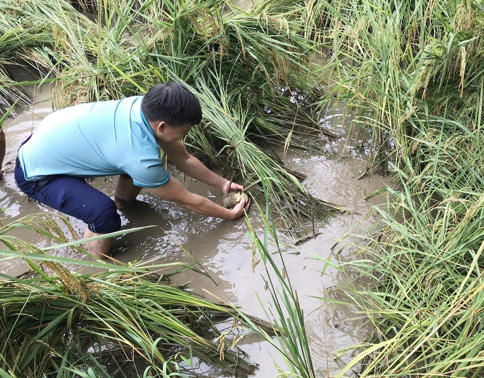 Mô hình nuôi cá chép ruộng ở xã Thải Giàng Phố đem về thu nhập hàng chục triệu đồng mỗi năm cho người dân.