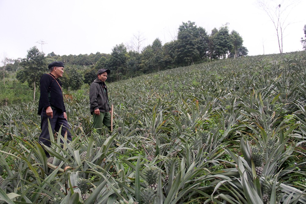 San Bang: Vẽ” màu xanh trên đất ảnh 1