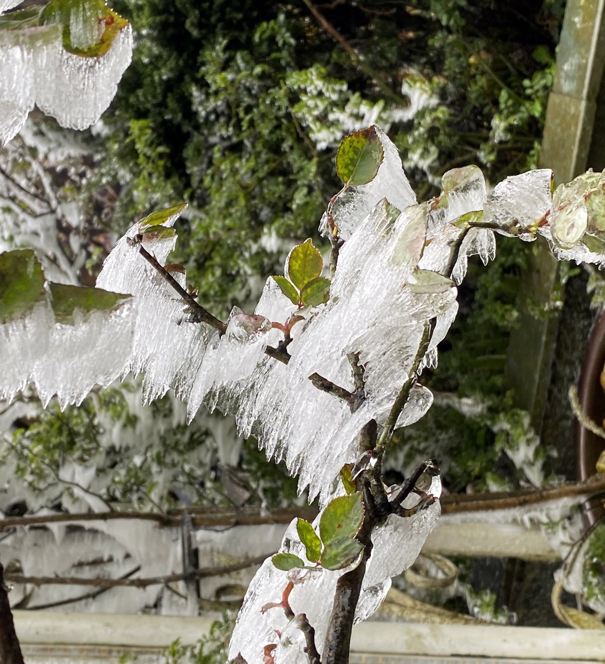 Băng phủ trắng cây cối. Du khách chụp ảnh lưu niệm. Khi thông tin Sa Pa có thể có mưa tuyết, lượng du khách đổ lên rất đông.