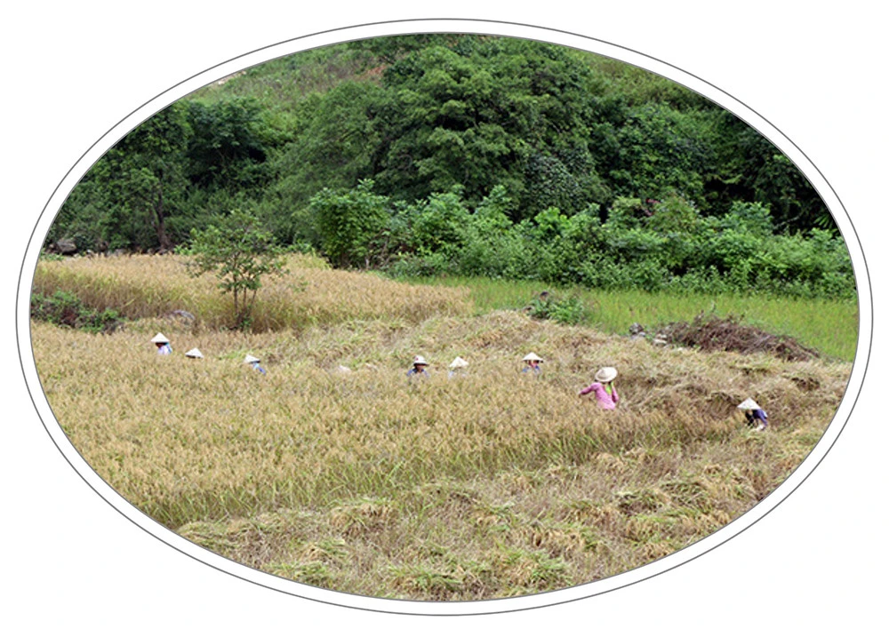 Vui buồn hương nếp Mường Bo ảnh 2