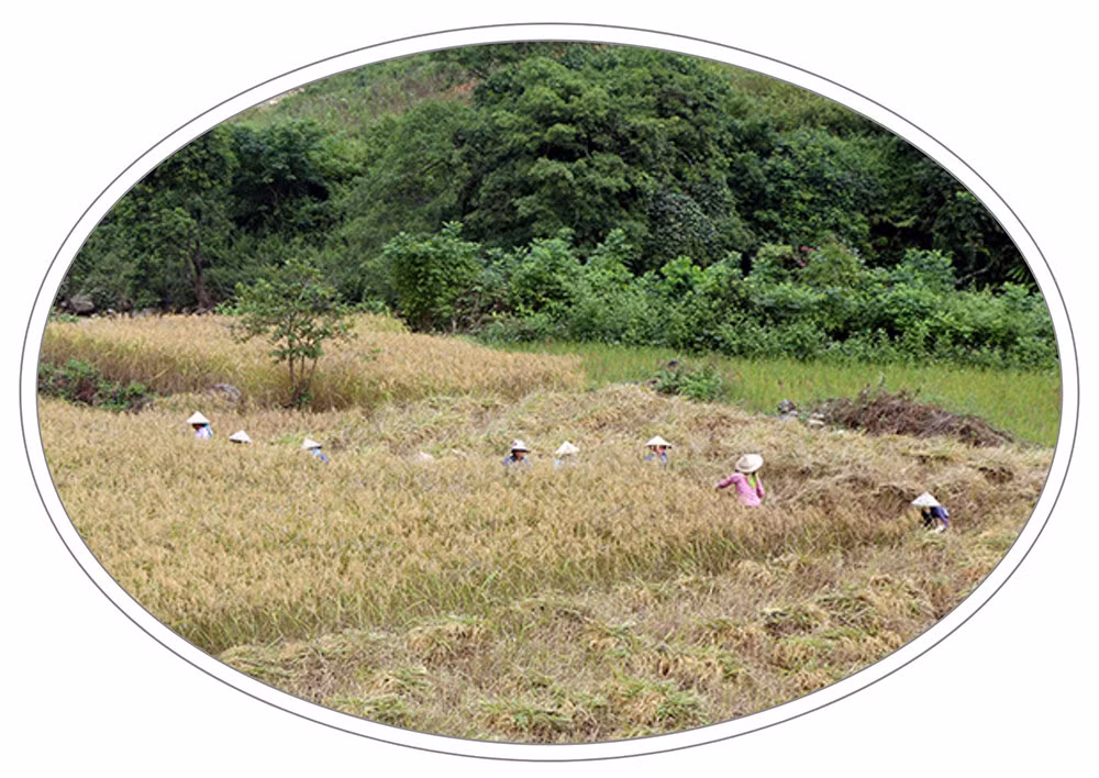 Vui buồn hương nếp Mường Bo ảnh 2 Vui buồn hương nếp Mường Bo ảnh 2