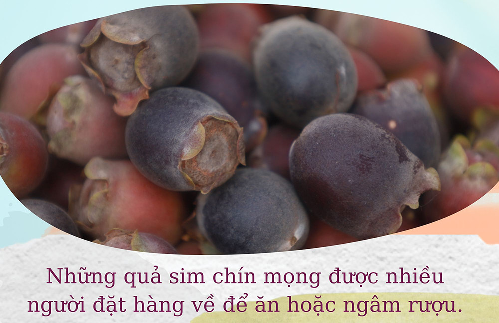 Thu tiền triệu mỗi ngày nhờ trồng sim ảnh 4