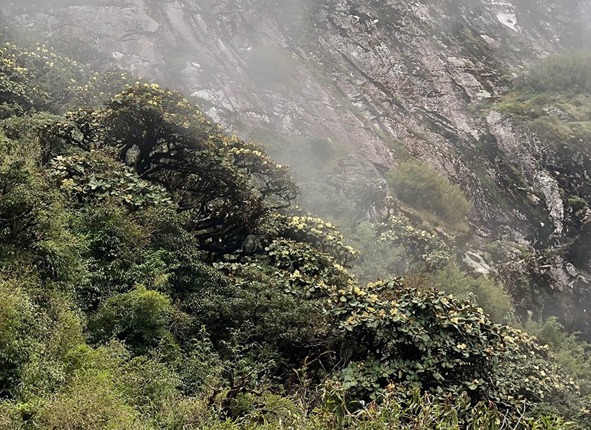 Chiêm ngưỡng vẻ đẹp “đệ nhất hoa" của núi rừng Ky Quan San ảnh 5 Chiêm ngưỡng vẻ đẹp “đệ nhất hoa" của núi rừng Ky Quan San ảnh 5