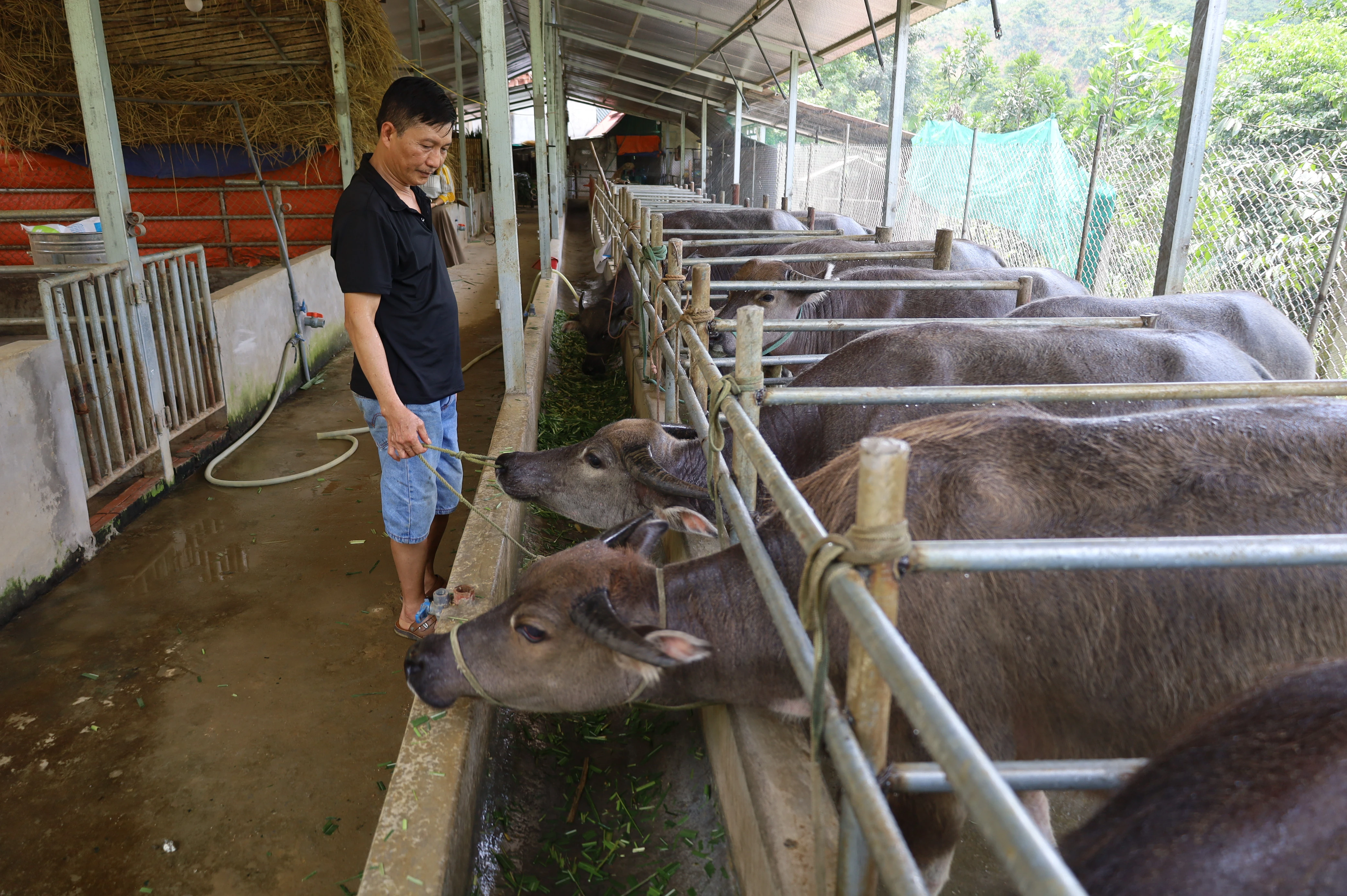 Phát triển mô hình kinh tế tuần hoàn trong chăn nuôi ảnh 1