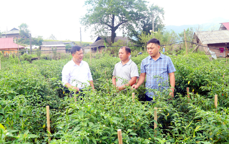 Phường Hàm Rồng có nhiều hộ nông dân làm giàu từ trồng rau.