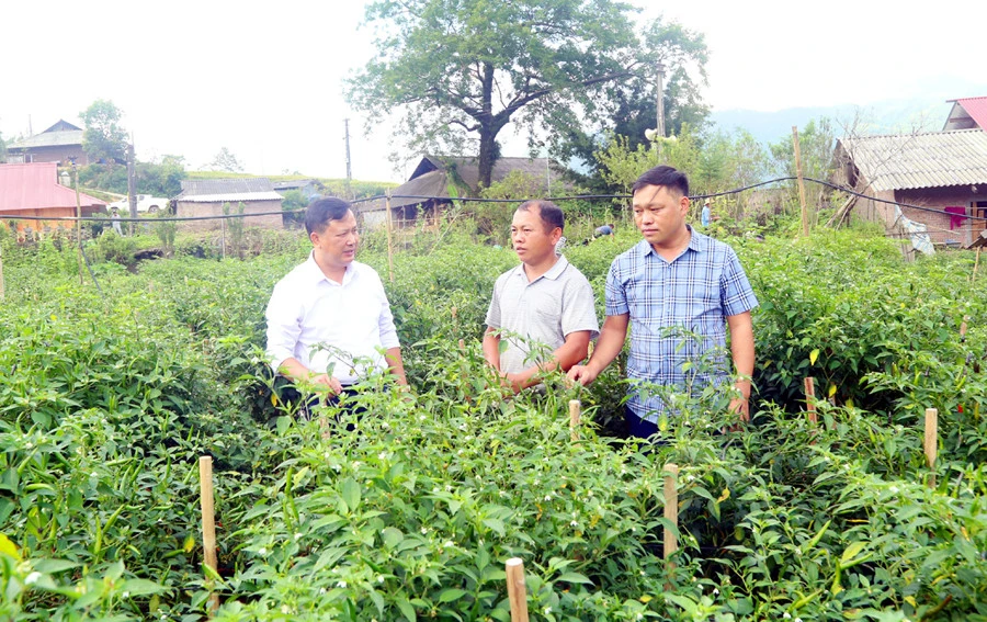 Phường Hàm Rồng có nhiều hộ nông dân làm giàu từ trồng rau.