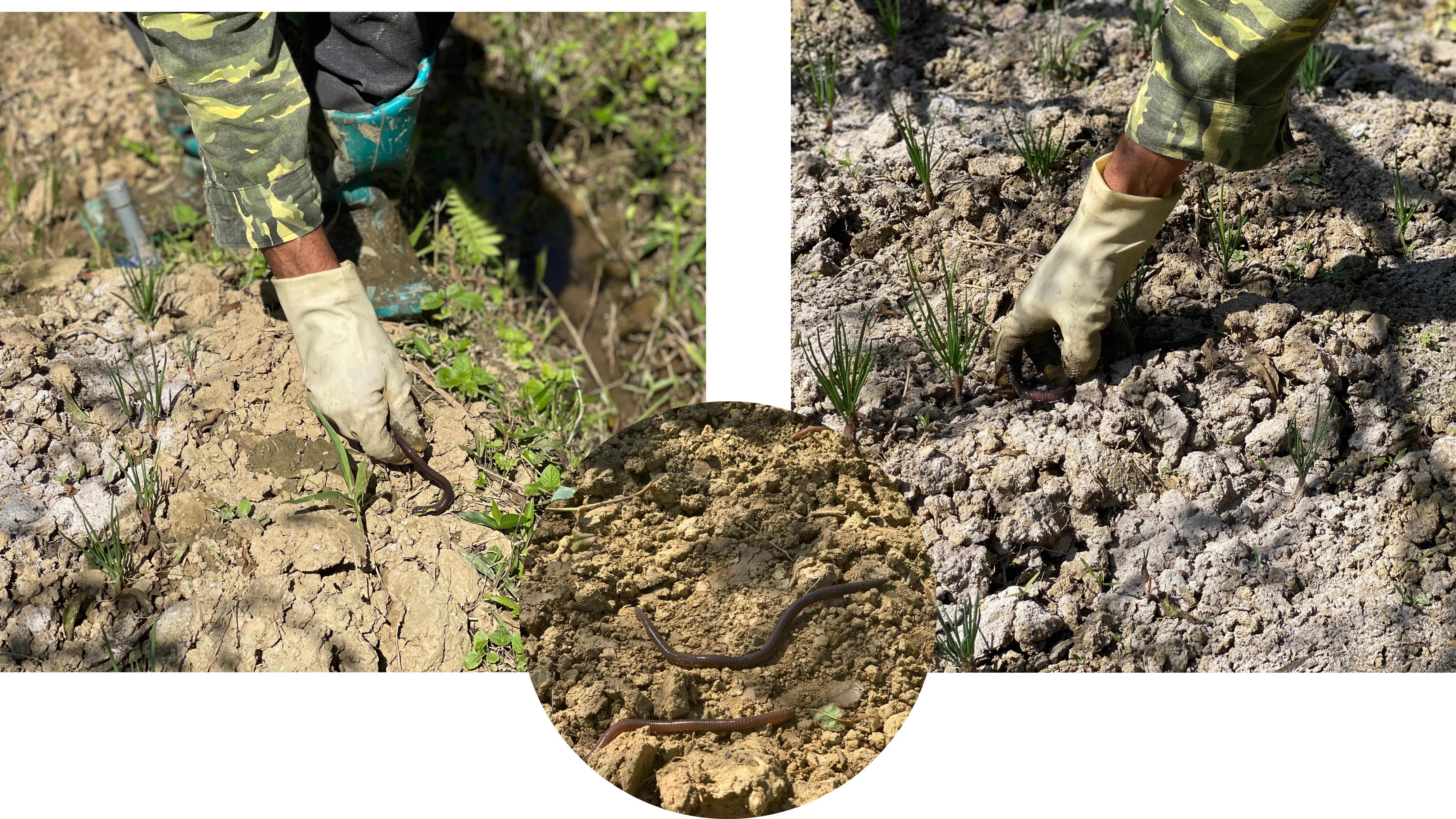 Bắc Hà: Bất thường việc người dân đổ xô đi bắt giun đất bằng kích điện ảnh 2 Bắc Hà: Bất thường việc người dân đổ xô đi bắt giun đất bằng kích điện ảnh 2