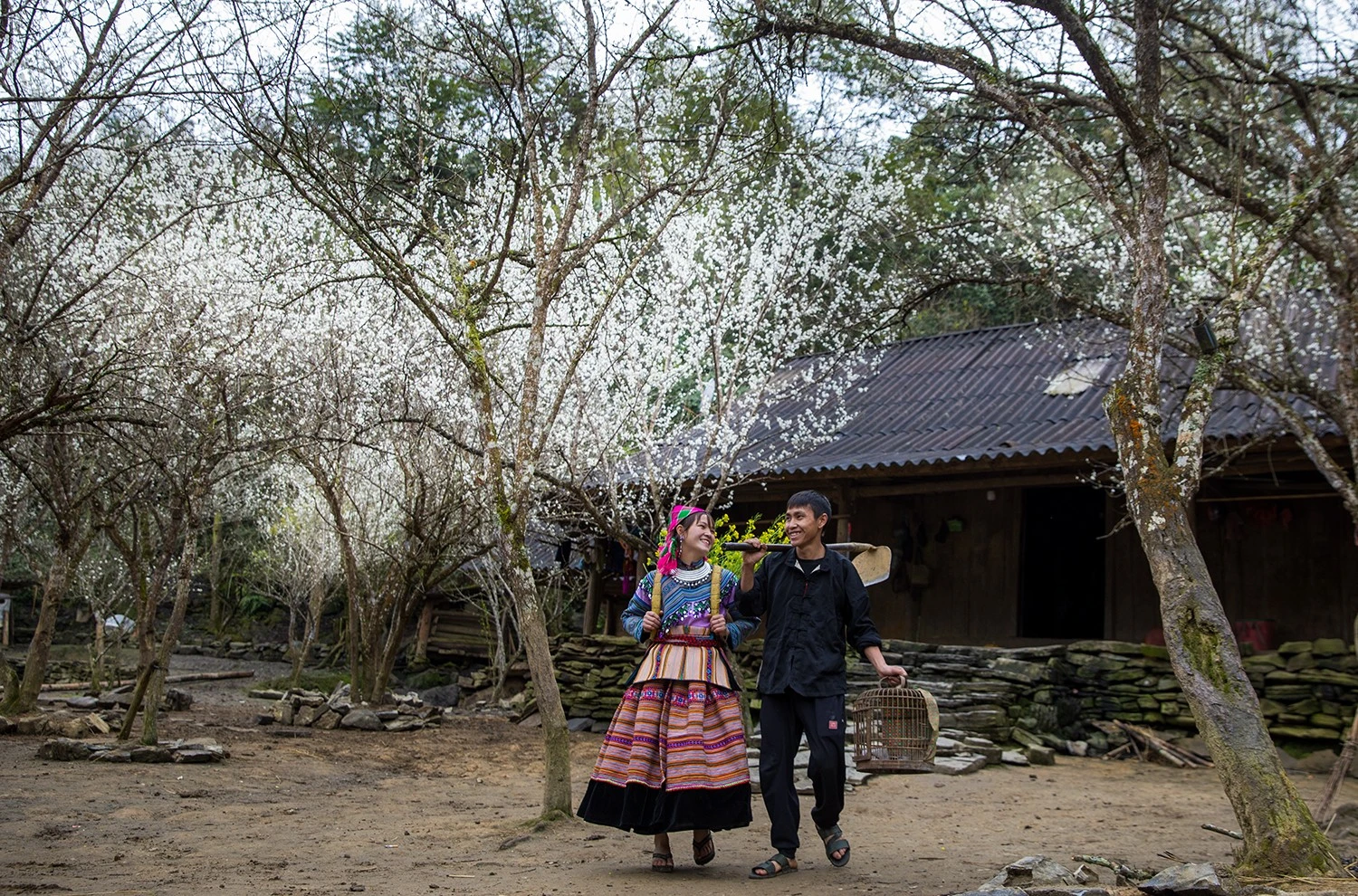 Vẻ đẹp hoa mận Tả Van Chư (Bắc Hà) ảnh 5 Vẻ đẹp hoa mận Tả Van Chư (Bắc Hà) ảnh 5