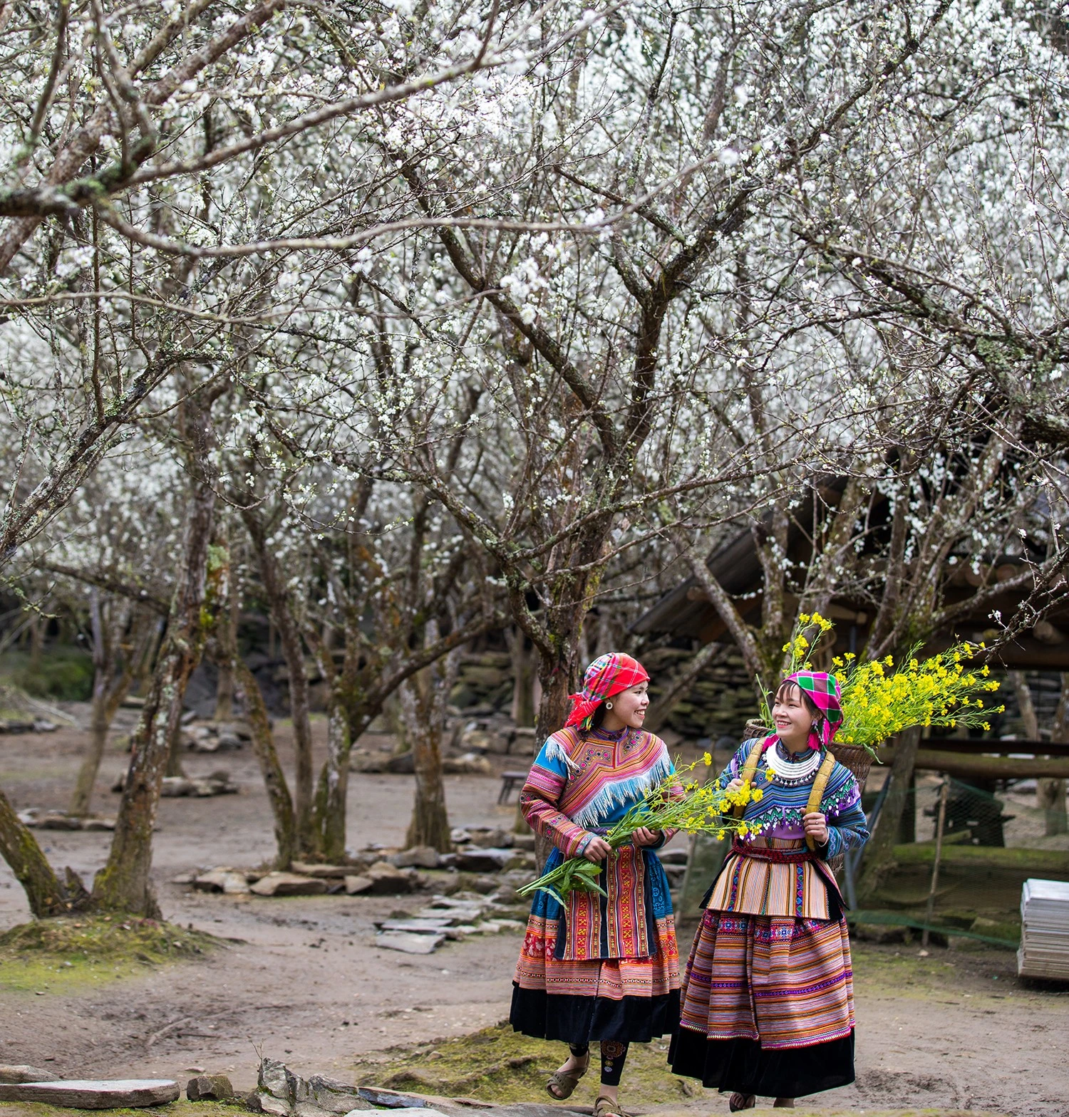 Vẻ đẹp hoa mận Tả Van Chư (Bắc Hà) ảnh 3 Vẻ đẹp hoa mận Tả Van Chư (Bắc Hà) ảnh 3