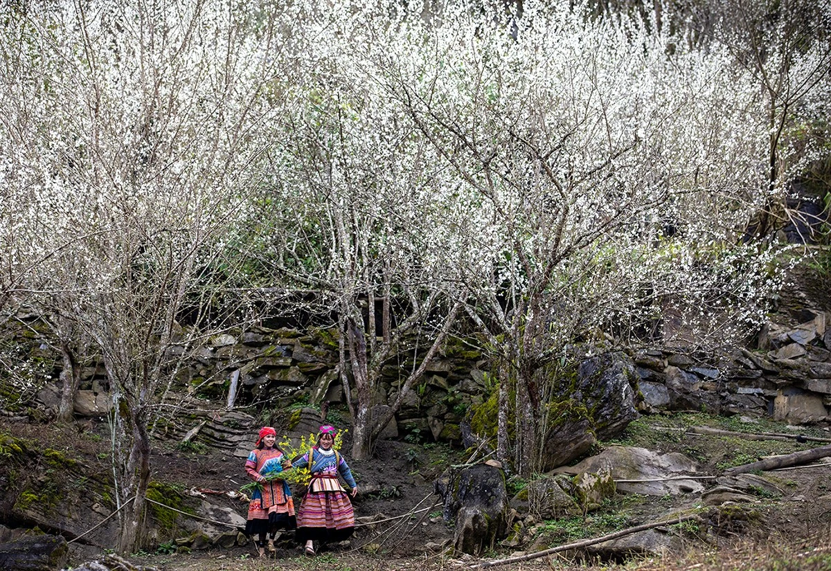 Vẻ đẹp hoa mận Tả Van Chư (Bắc Hà) ảnh 6 Vẻ đẹp hoa mận Tả Van Chư (Bắc Hà) ảnh 6