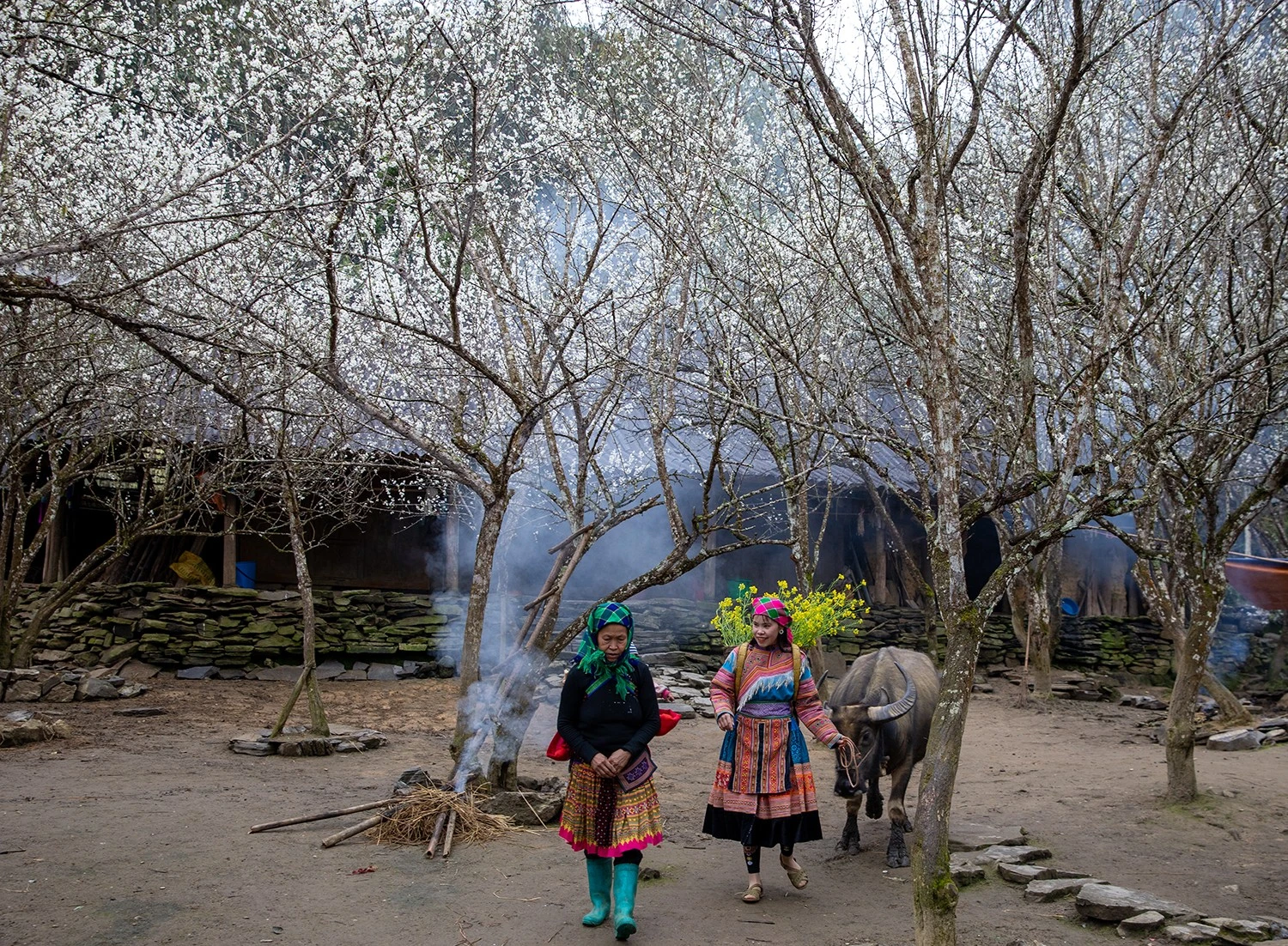 Vẻ đẹp hoa mận Tả Van Chư (Bắc Hà) ảnh 2 Vẻ đẹp hoa mận Tả Van Chư (Bắc Hà) ảnh 2