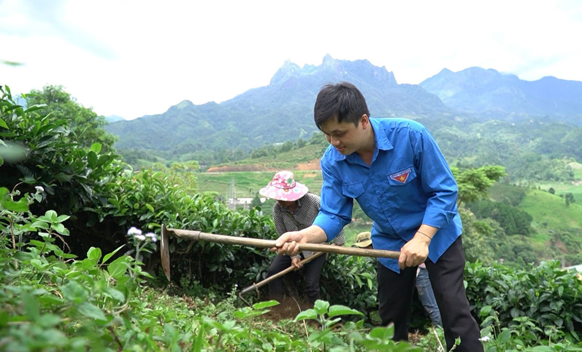Anh Trương Văn Hướng chăm sóc vườn chè. Anh Trương Văn Hướng chăm sóc vườn chè.