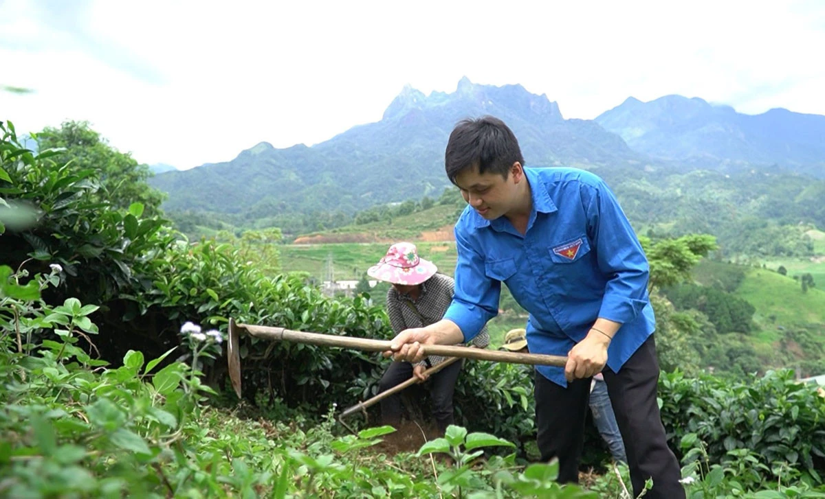 Anh Trương Văn Hướng chăm sóc vườn chè.