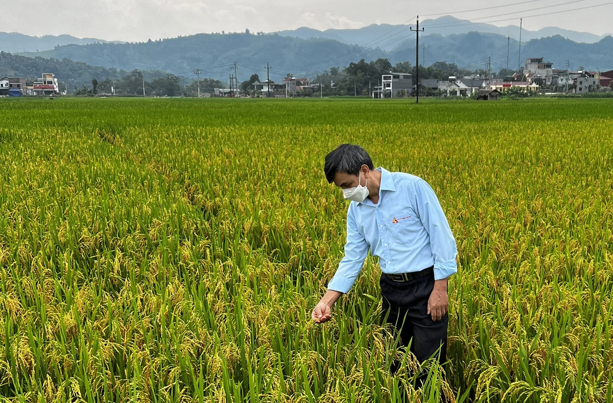 Cán bộ Trung tâm giống Nông nghiệp tỉnh kiểm tra chất lượng vùng sản xuất lúa giống tại Bản Qua (Bát Xát). Cán bộ Trung tâm giống Nông nghiệp tỉnh kiểm tra chất lượng vùng sản xuất lúa giống tại Bản Qua (Bát Xát).
