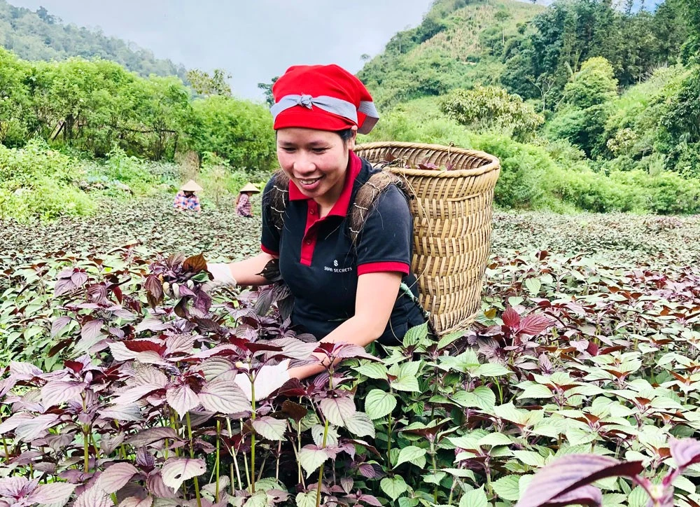 Thành viên Hợp tác xã thu hoạch tía tô đỏ.