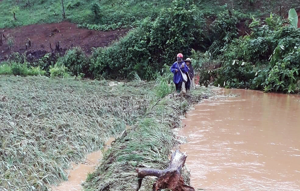 Hàng trăm ha cây hoa màu và cây lâm nghiệp bị gãy đổ, vùi lấp do mưa, lũ, dông lốc.