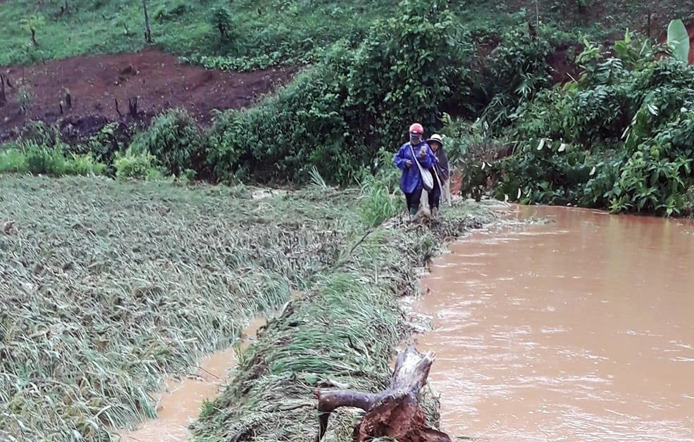 Hàng trăm ha cây hoa màu và cây lâm nghiệp bị gãy đổ, vùi lấp do mưa, lũ, dông lốc.