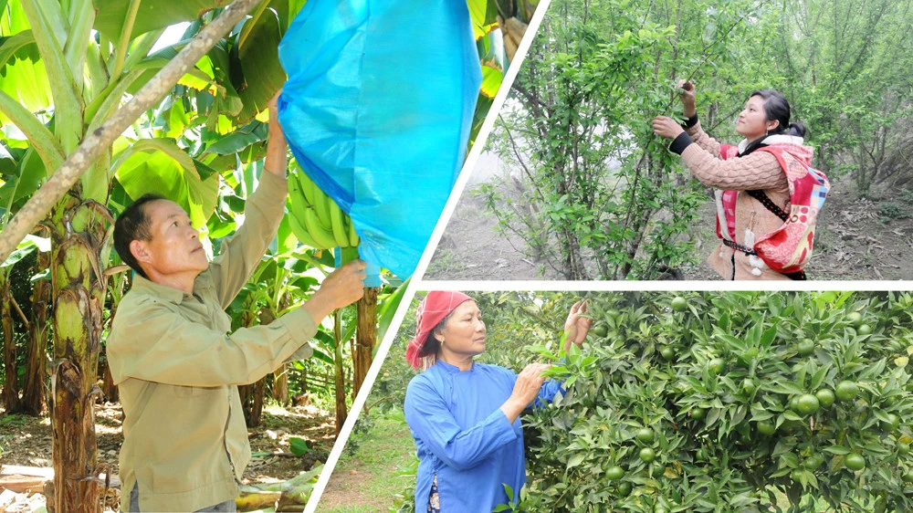 Nông dân trong tỉnh luôn nỗ lực vươn lên làm giàu chính đáng.