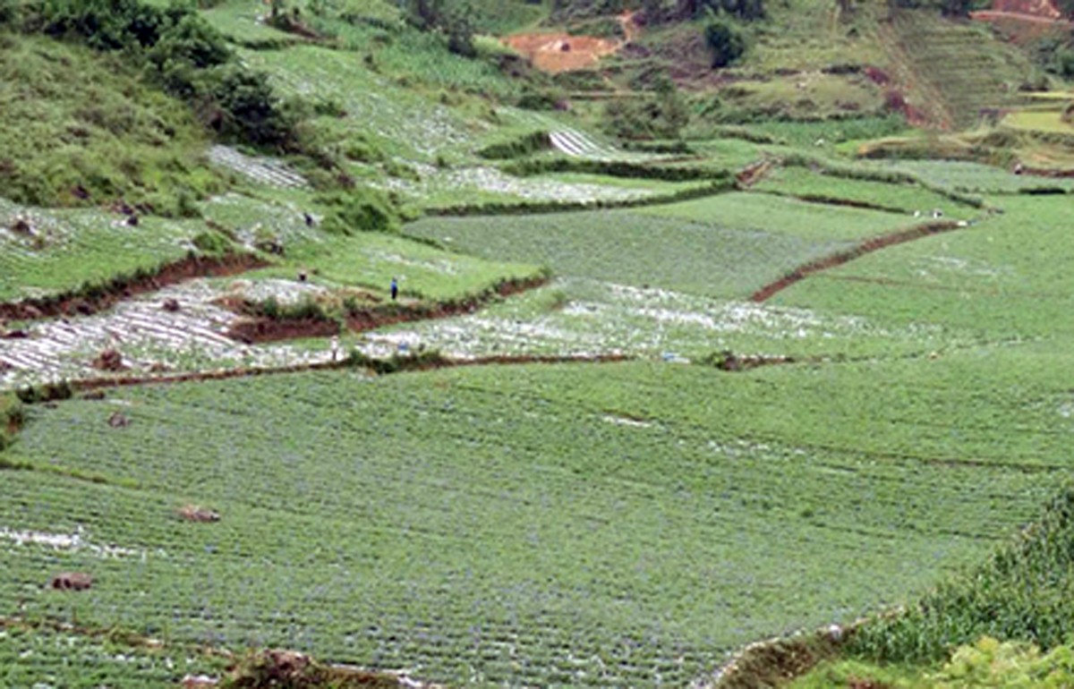 Vùng sản xuất dược liệu tại Tả Van Chư. Vùng sản xuất dược liệu tại Tả Van Chư.