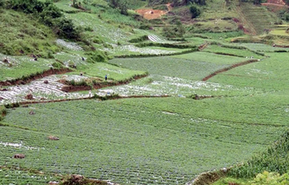 Vùng sản xuất dược liệu tại Tả Van Chư.