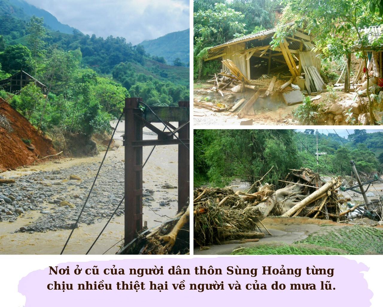 “Cây đại thụ” trên đỉnh Kềm Chùn Bông ảnh 1