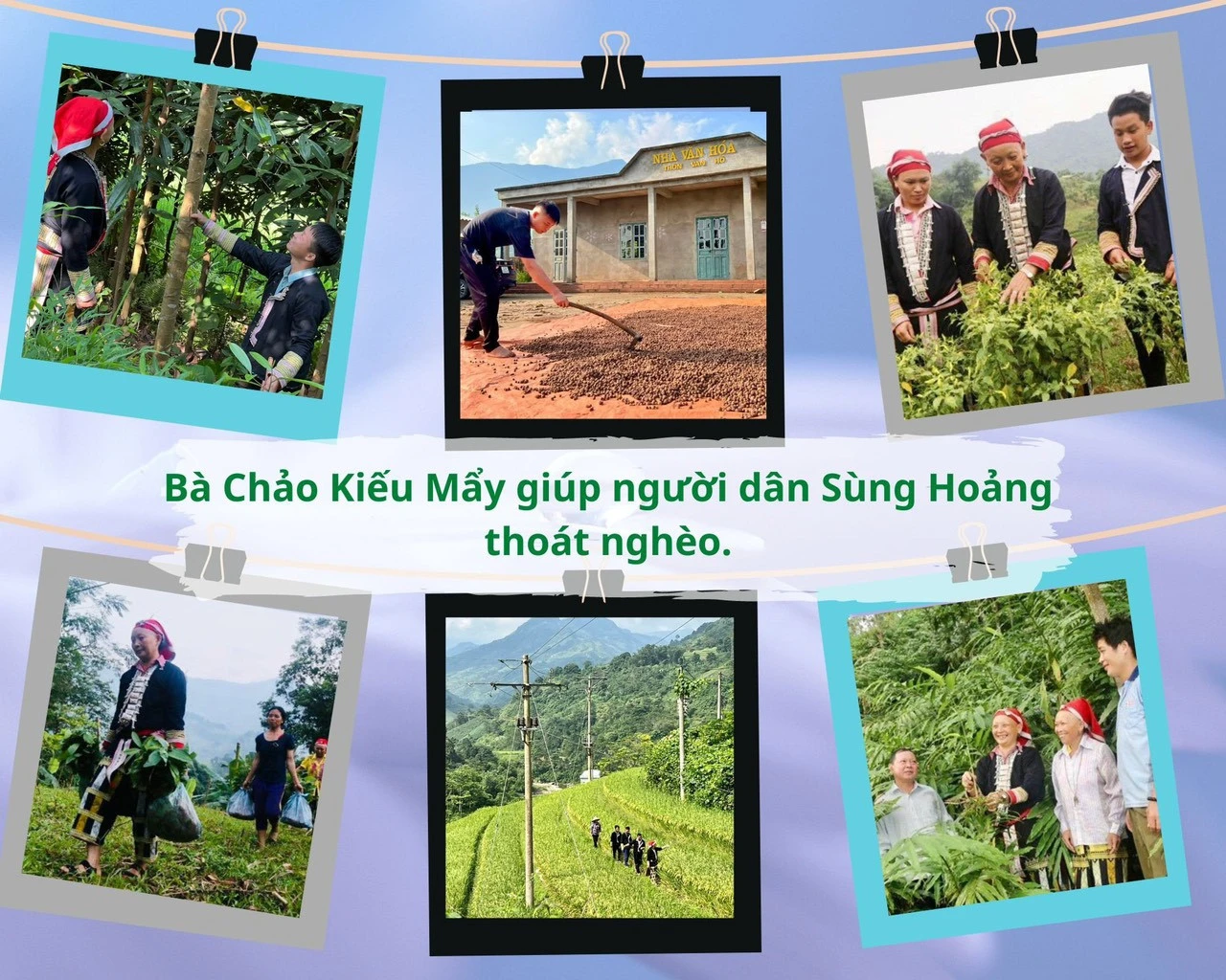 “Cây đại thụ” trên đỉnh Kềm Chùn Bông ảnh 4 “Cây đại thụ” trên đỉnh Kềm Chùn Bông ảnh 4