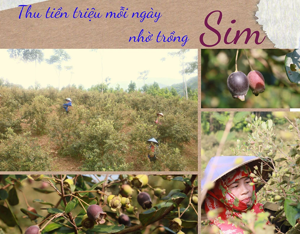 Thu tiền triệu mỗi ngày nhờ trồng sim ảnh 1