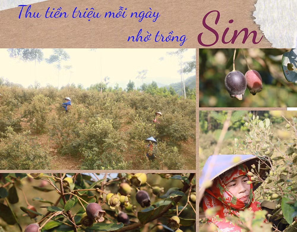 Thu tiền triệu mỗi ngày nhờ trồng sim ảnh 1