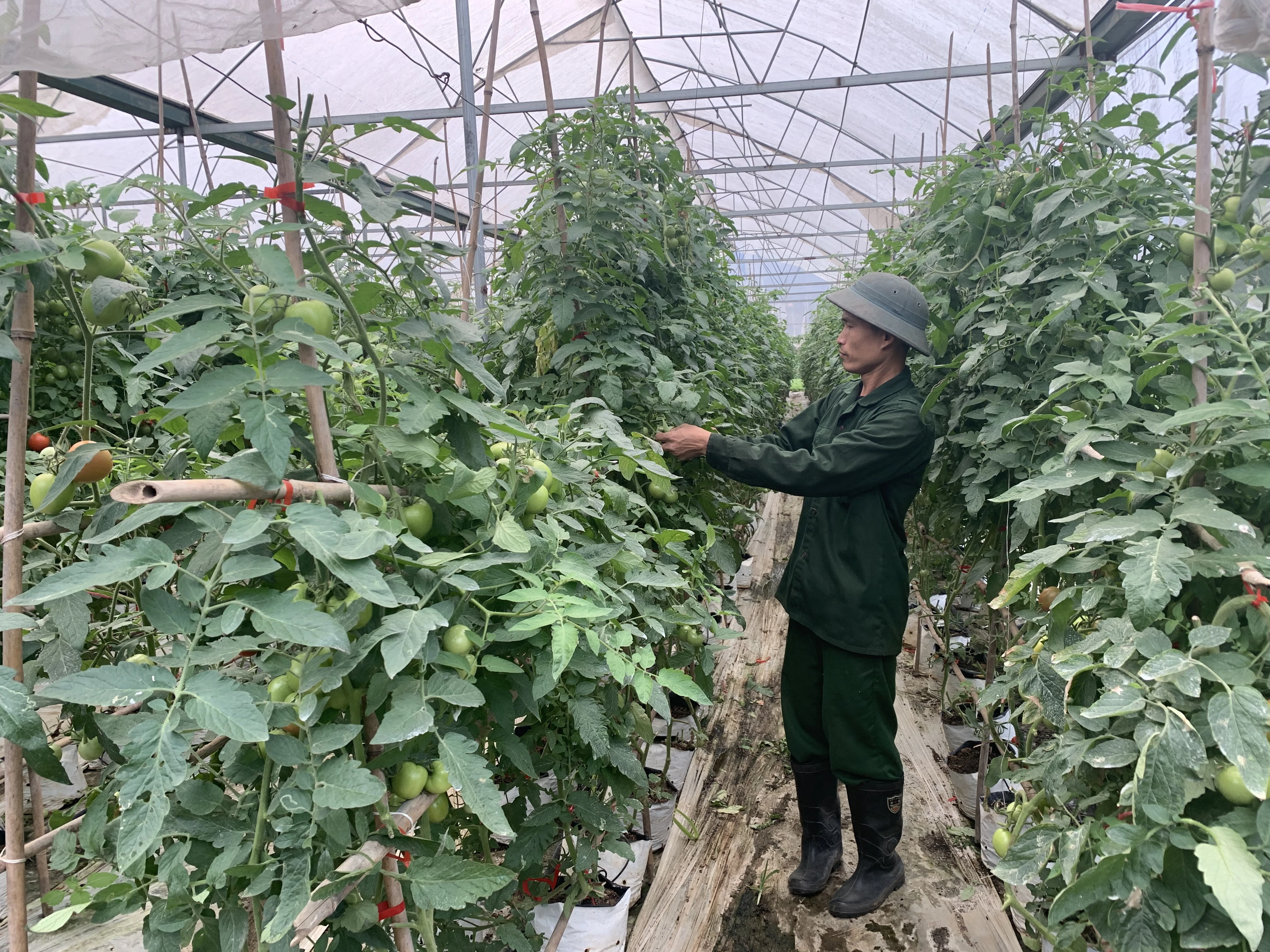 Mô hình trồng cà chua của gia đình ông Đỗ Văn Nguyên, thôn Làng Quang, xã Quang Kim (Bát Xát) áp dụng tưới tiết kiệm.