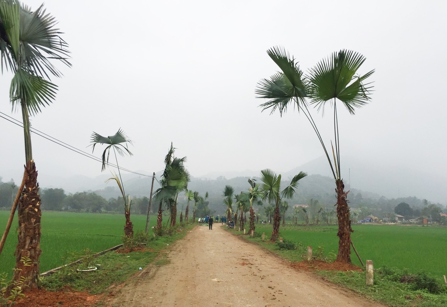 Những hàng cọ mới trồng ven Tỉnh lộ 153 chạy qua địa bàn xã.