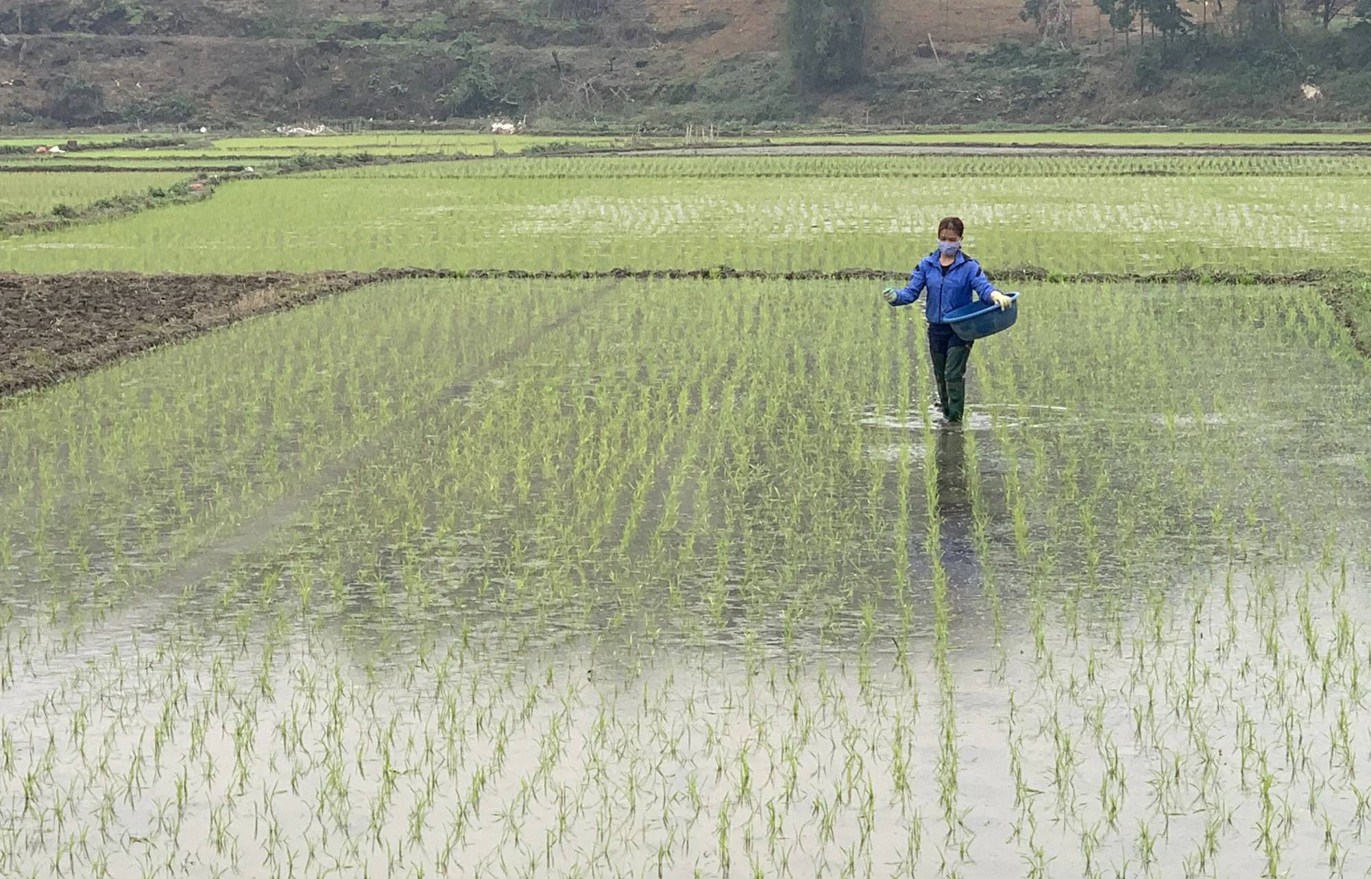 Chuẩn bị mạ để cấy. Nông dân đổi công để đẩy nhanh tiến độ cấy lúa xuân. Những giống lúa lựa chọn đưa vào cấy là giống có khả năng chống chịu sâu bệnh và năng suất cao, như Hương Thơm số 7, Hương Thuần 8, Thiên ưu 8... Bón phân NPK cho ruộng lúa mới cấy. Phun thuốc phòng, trừ ốc bươu vàng hại lúa. Nhiều diện tích cơ bản hoàn thành cấy lúa xuân theo đúng khung thời vụ.