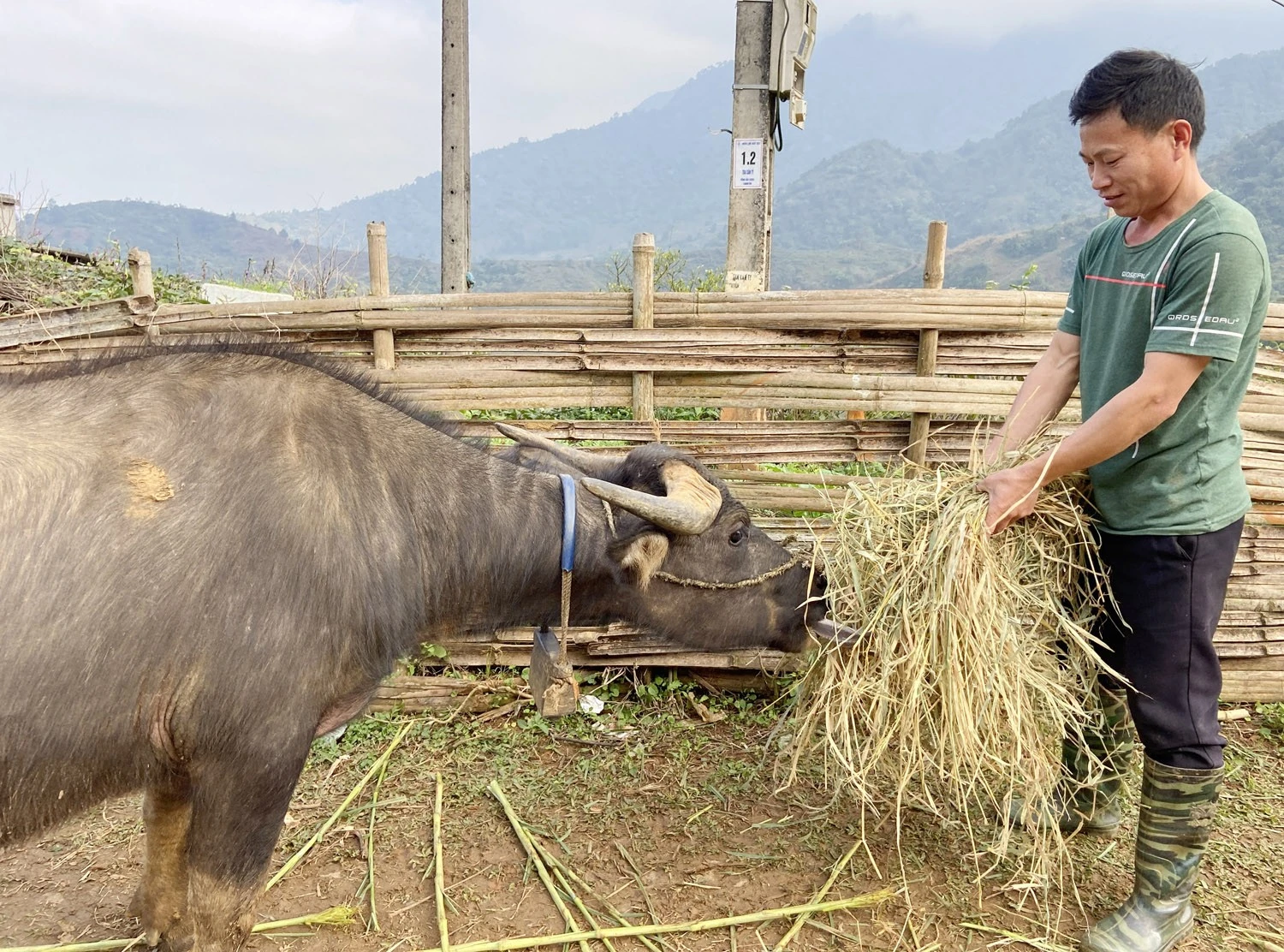Người dân Pa Cheo chăn nuôi gia súc bán thịt.