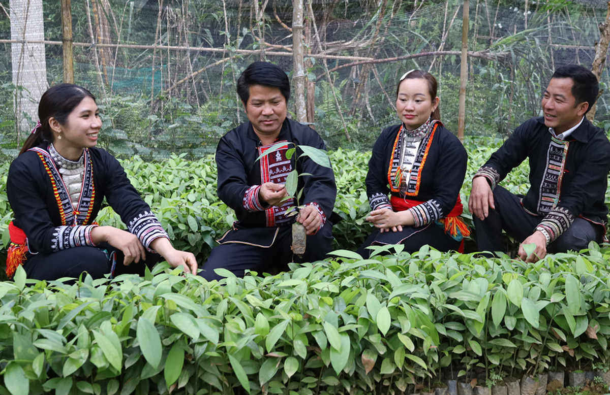 Người dân chăm sóc cây giống. Người dân chăm sóc cây giống.