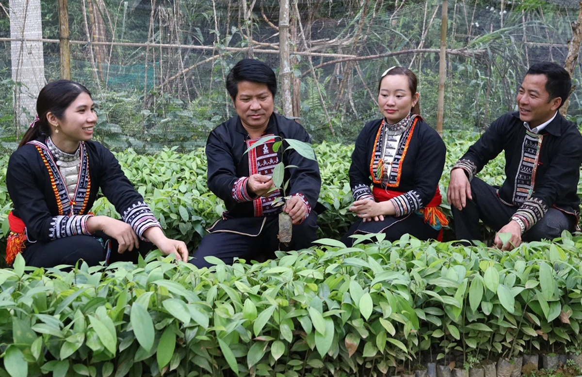 Người dân chăm sóc cây giống.