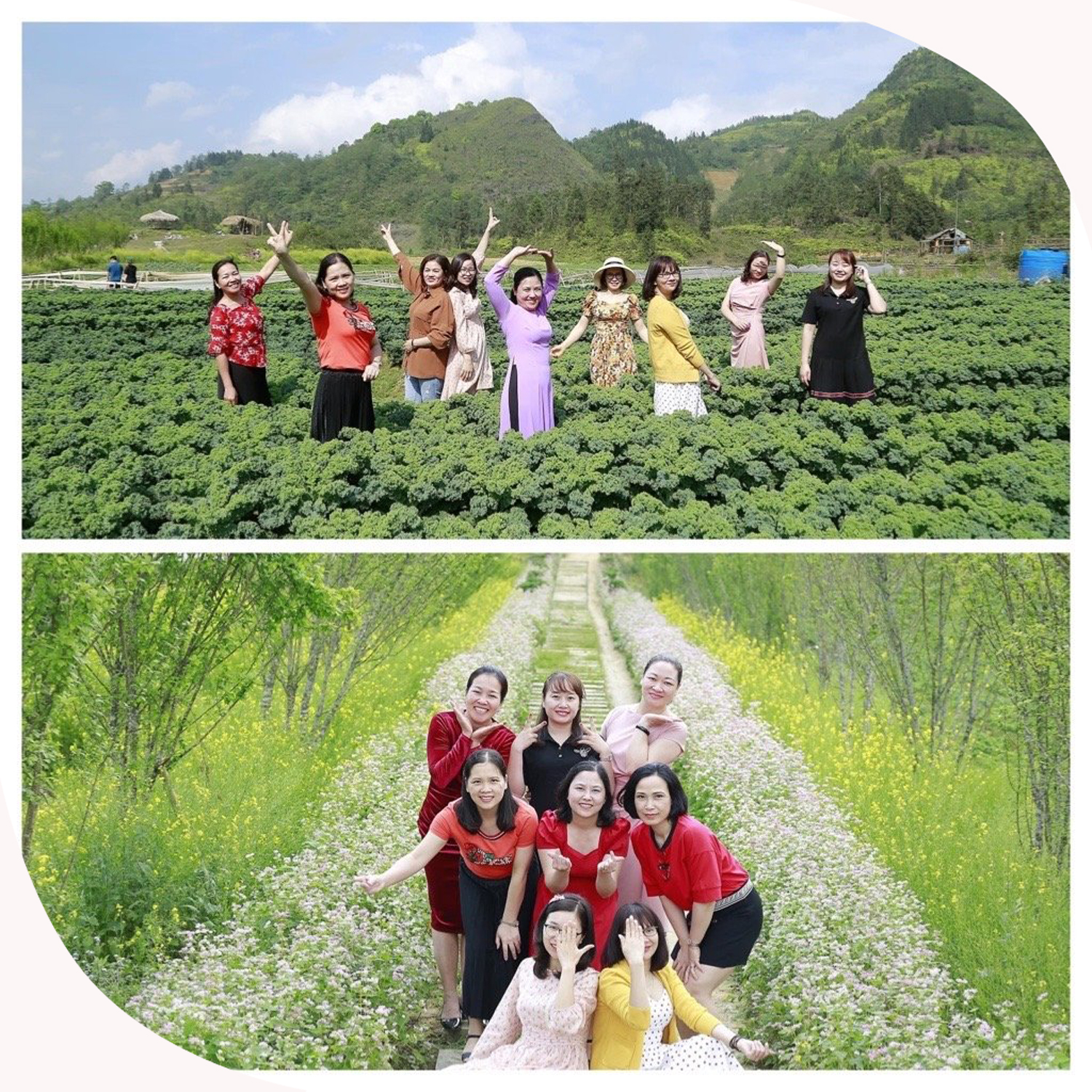 Kale Farm trở thành điểm "check-in" thu hút du khách. Kale Farm trở thành điểm "check-in" thu hút du khách.