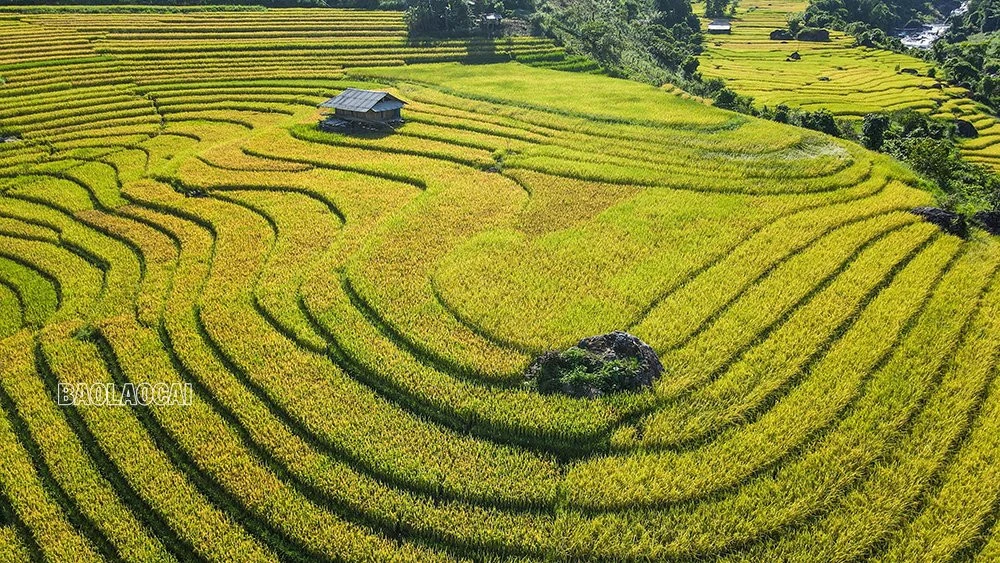 Dần Thàng mùa lúa chín ảnh 1