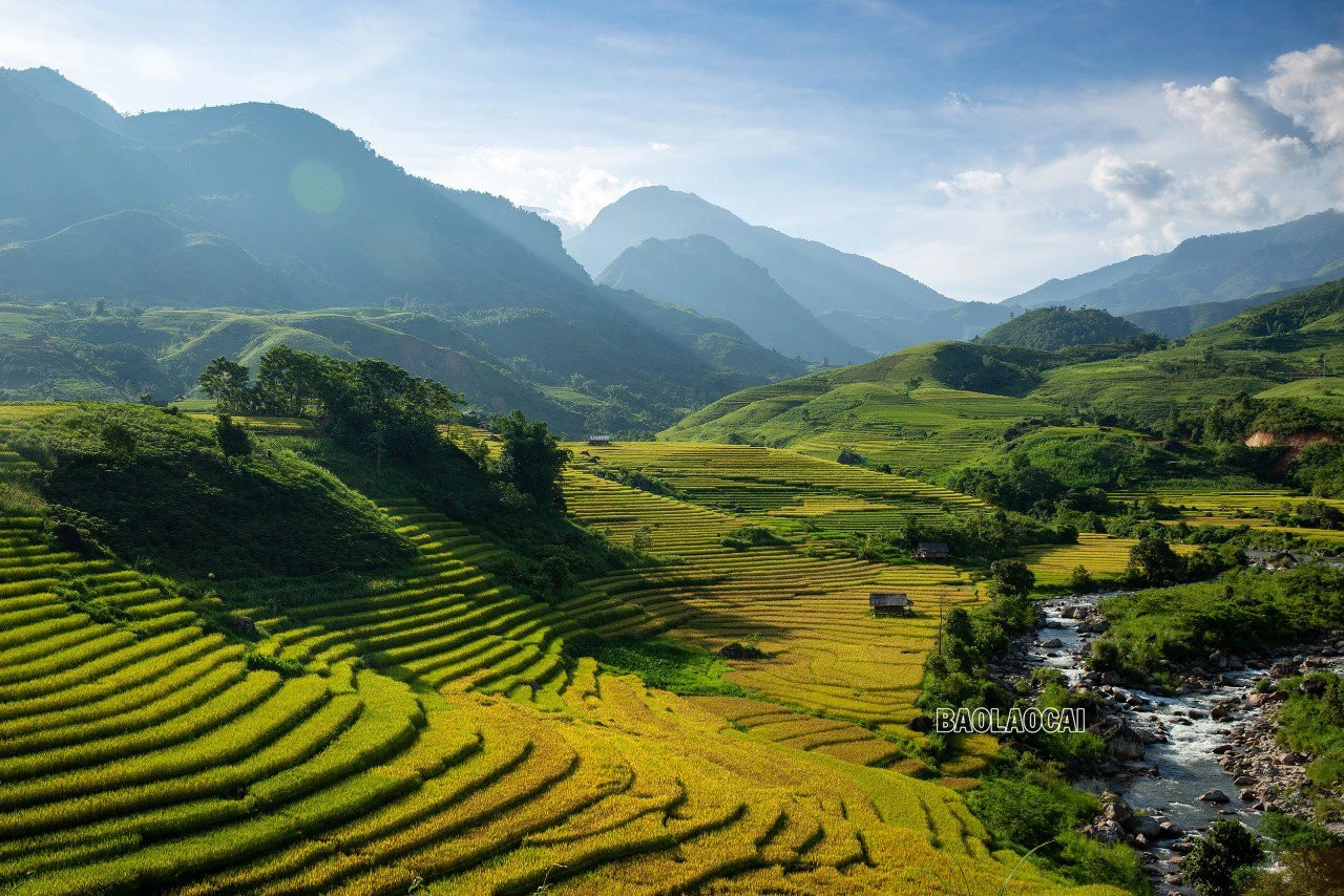 Dần Thàng mùa lúa chín ảnh 2