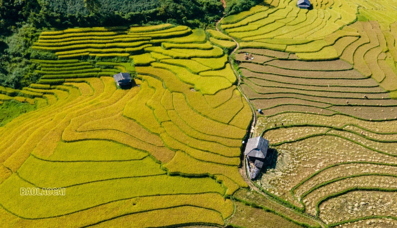 Dần Thàng mùa lúa chín ảnh 4