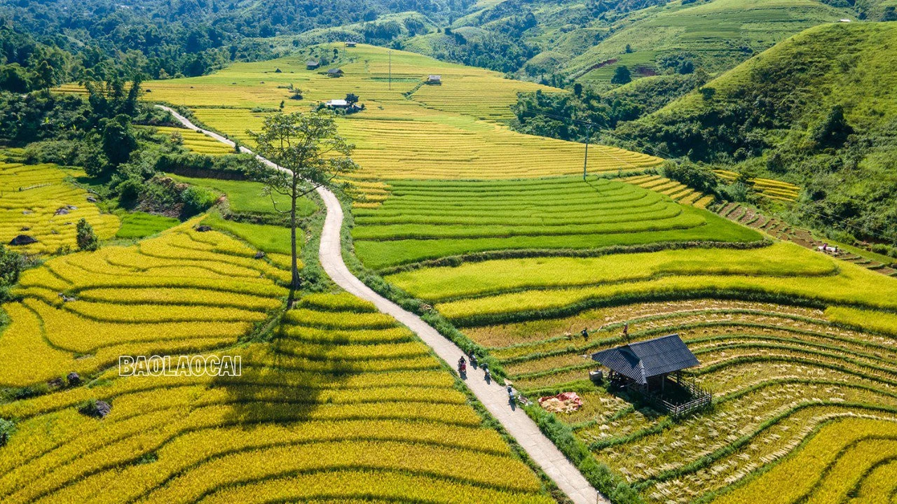 Dần Thàng mùa lúa chín ảnh 5