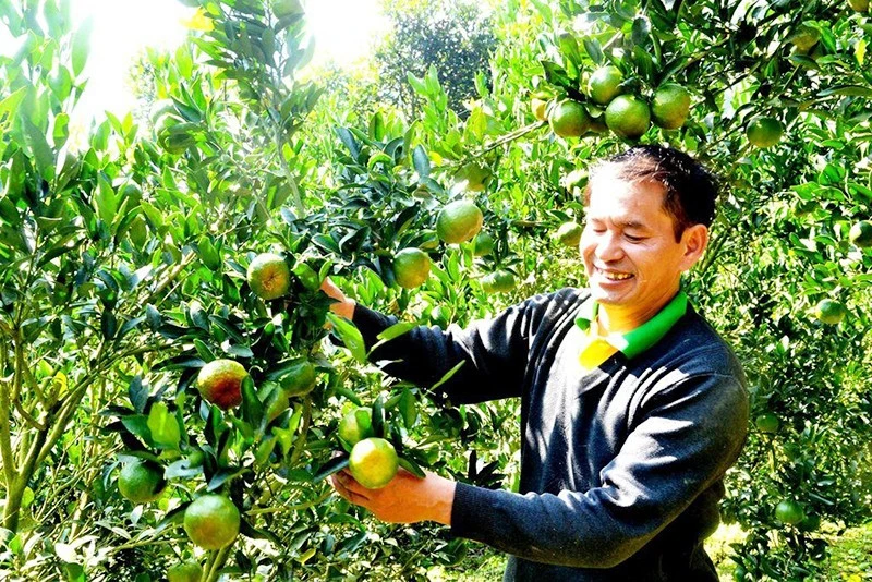 Đồng bào dân tộc thiểu số huyện Mường Khương thu hoạch quýt.