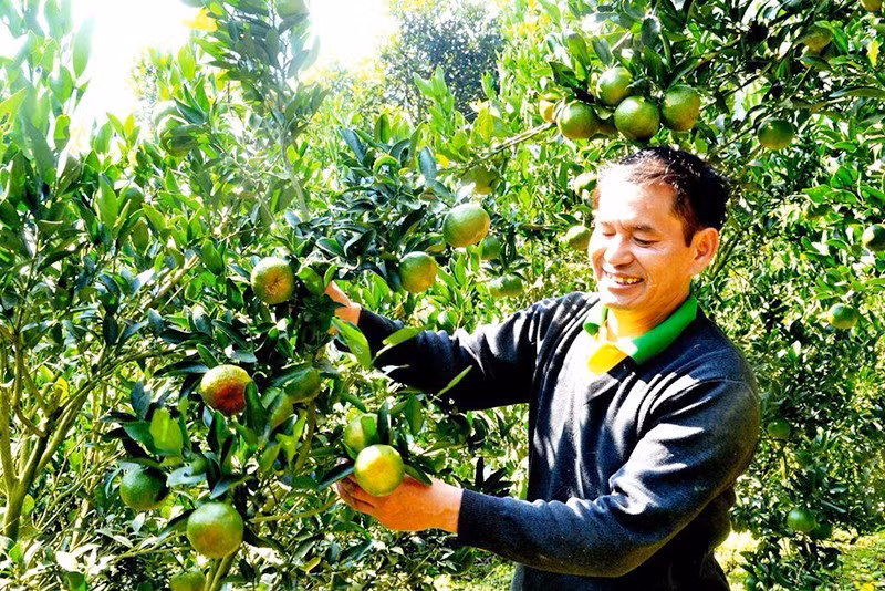 Đồng bào dân tộc thiểu số huyện Mường Khương thu hoạch quýt.