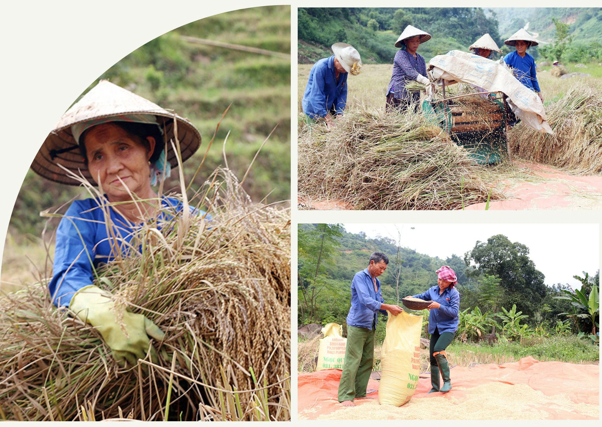 Vui buồn hương nếp Mường Bo ảnh 3