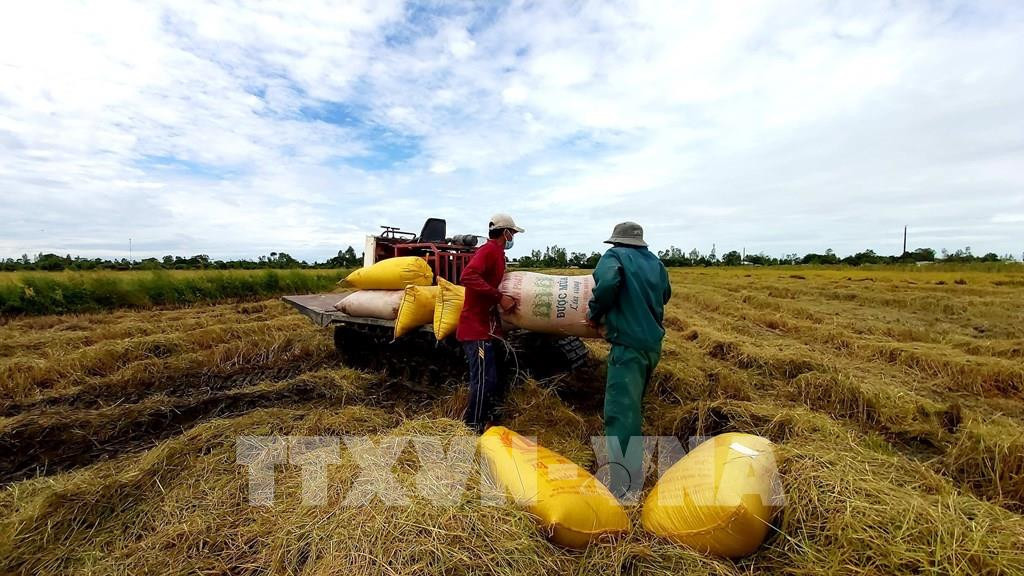 Ứng dụng kỹ thuật sạ lúa cụm giúp nông dân giảm chi phí ảnh 2 Thu hoạch lúa Thu Đông ở Cần Thơ. Ảnh: Thu Hiền - TTXVN