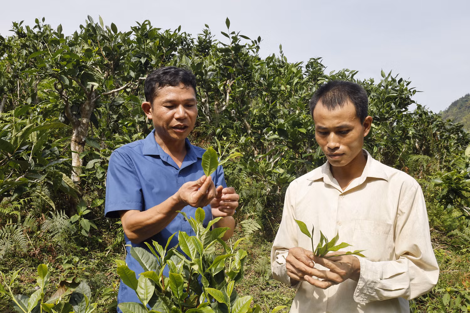 Xã Bản Liền (Bắc Hà) đi đầu trong trồng chè hữu cơ.
