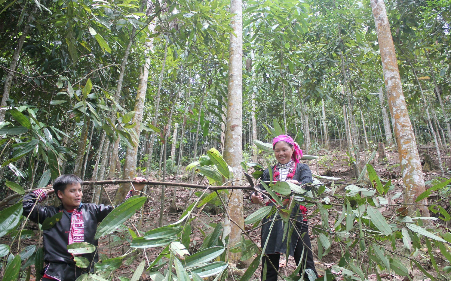 Nhiều diện tích quế ở xã Nậm Đét, huyện Bắc Hà đạt chứng chỉ hữu cơ quốc tế.