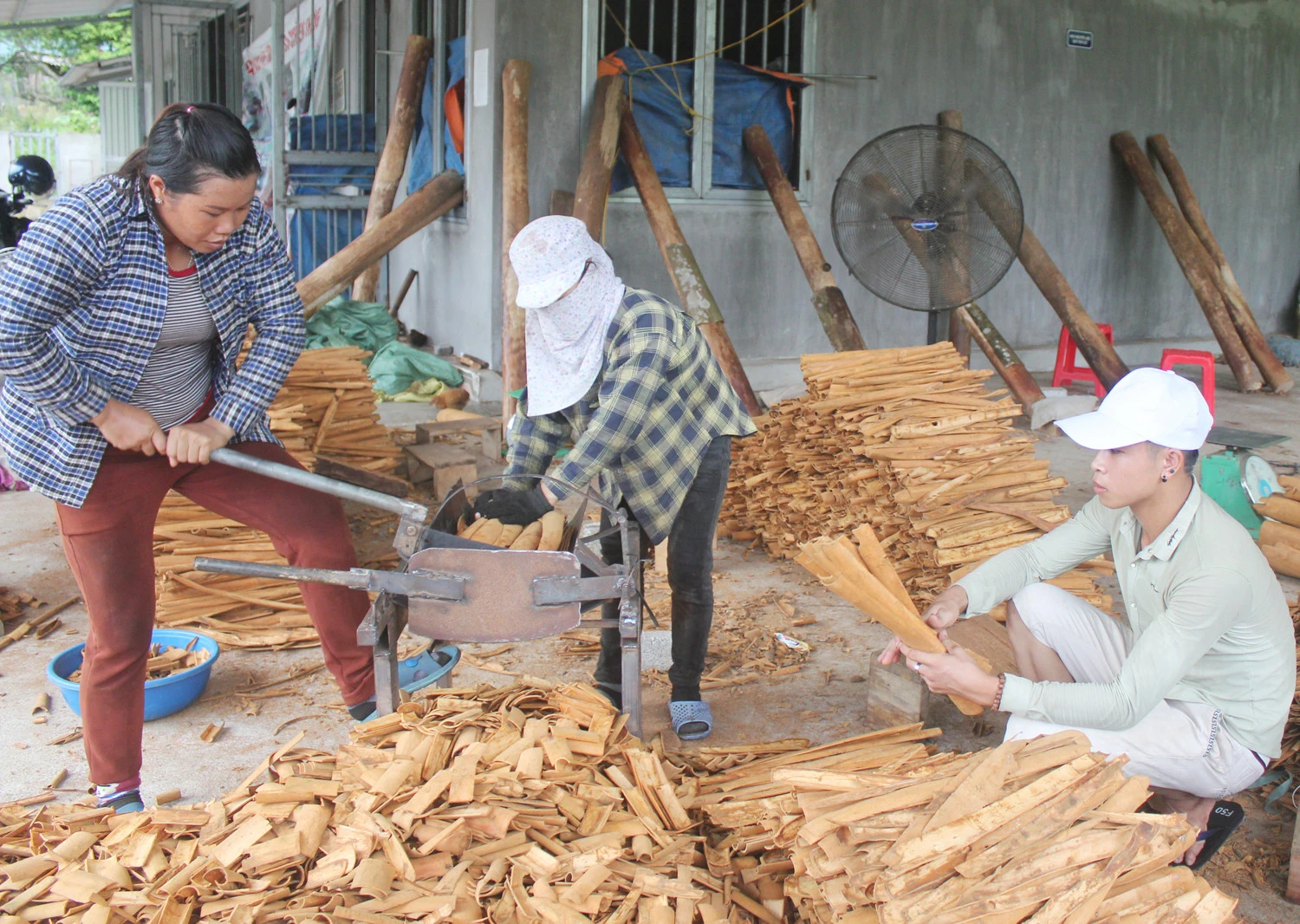 Sản phẩm quế hữu cơ đã đủ tiêu chuẩn quốc tế để xuất khẩu.
