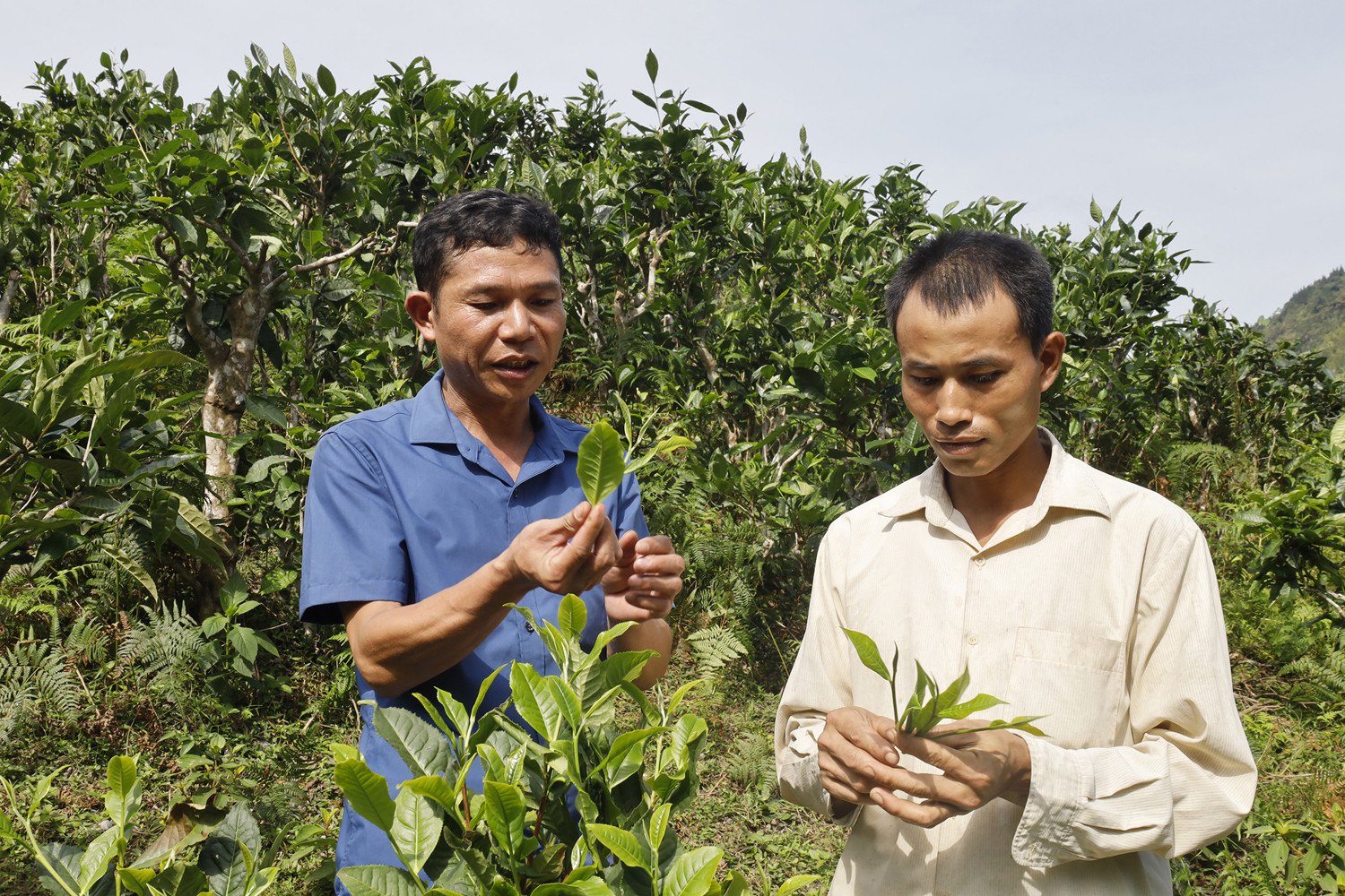 Xã Bản Liền (Bắc Hà) đi đầu trong trồng chè hữu cơ. Xã Bản Liền (Bắc Hà) đi đầu trong trồng chè hữu cơ.